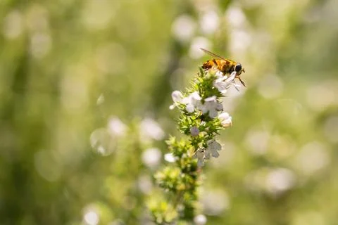 Bee Collecting Pollen Stock Photos