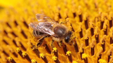 Bee collecting pollen, pollination, yellow flower, sunflower, honey, macro Stock Footage 53301965
