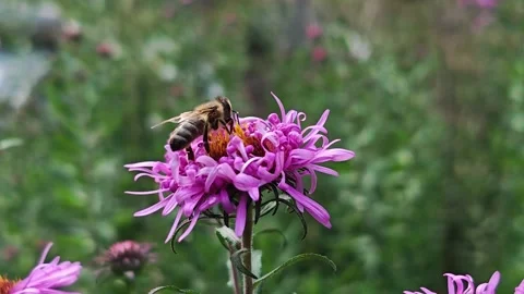 Bee Collecting Pollen On Purple Aster Flower In Green Garden Stock Footage 345644714