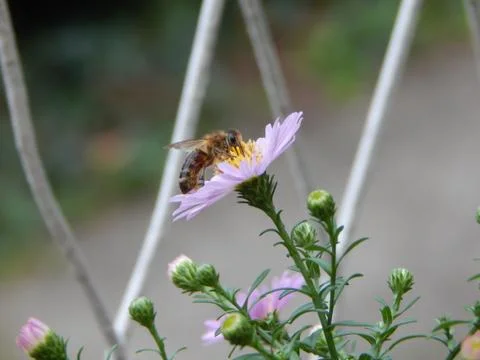 Bee collecting pollen on the purple aster flower Stock Photos