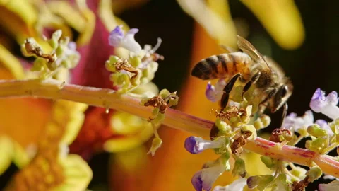 Bee Collecting Pollen on Red Coleus Flower, Close-Up Macro, Slow Motion Stock Footage 282862622