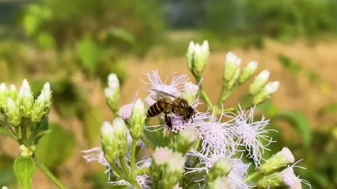 Bee collecting pollen resting on vibrant Siam weed plant moving in the breeze Stock Footage 322737421