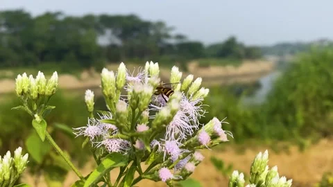 Bee collecting pollen resting on vibrant Siam weed plant moving in the breeze Stock Footage 322738684