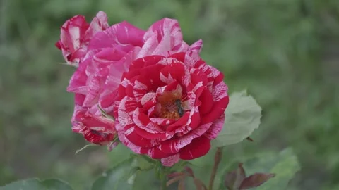 Bee collecting pollen on a rose flower Stock-Footage 242913357