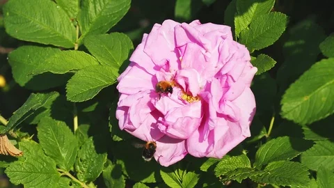 Bee collecting pollen on a rose Vídeos de archivo 93965870