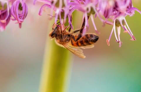 Bee collecting pollen from a seasonal plant Stock Photos