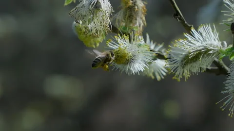 Bee collecting pollen in slow motion Stock Footage 271140383