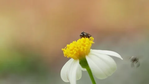 Bee Collecting Pollen on Small White Wildflower 库存影片 340440506