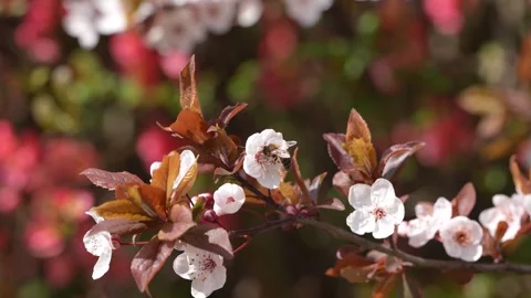 Bee Collecting Pollen on Spring Blossoms in Sunlight on a Flowering Tree Stock Footage 336176918
