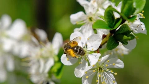 A bee collecting pollen from spring flowers, spring time Stock-Footage 237448929