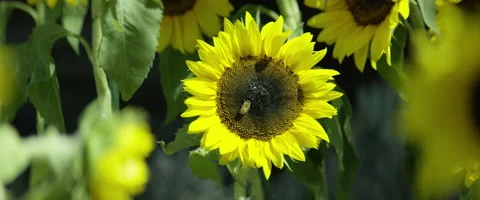 Bee collecting pollen from sunflower Stock Footage 67295637