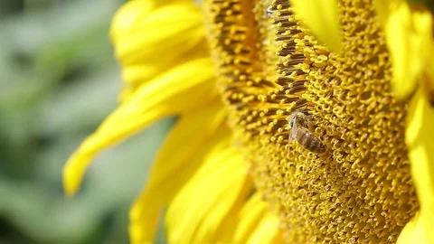 Bee collecting pollen on sunflower Stock Footage 85174843