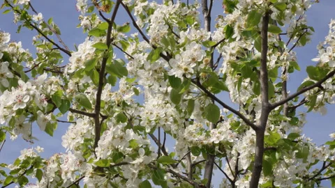Bee Collecting Pollen on Sunlit Pear Flower Stock Footage 332205896
