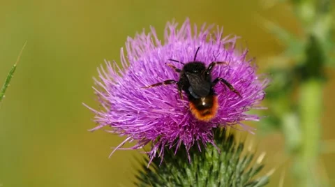 Bee collecting pollen from a thistle blossom Stock Footage