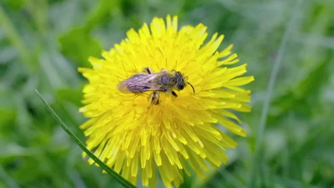 A bee collecting pollen on a vibrant yellow flower Stock Footage 308478053