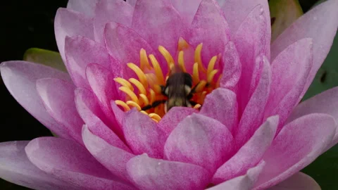 Bee collecting pollen in water lily flower Stock Footage 337320213