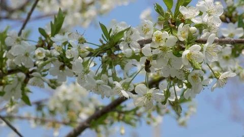 A bee is collecting pollen from the white cherry blossoms in a sunny day with Stock Footage 106892394