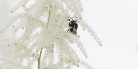 Bee Collecting Pollen on White Feathery Flower Stock Footage 320543245