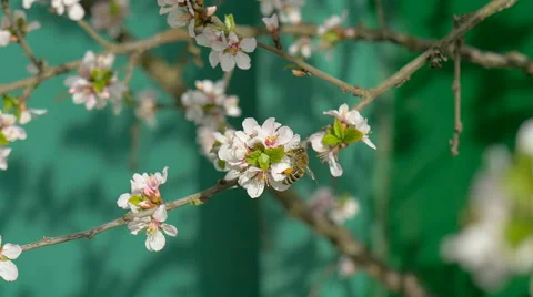 Bee collecting pollen from white pear blossoming flowers. Stock Footage 62216972