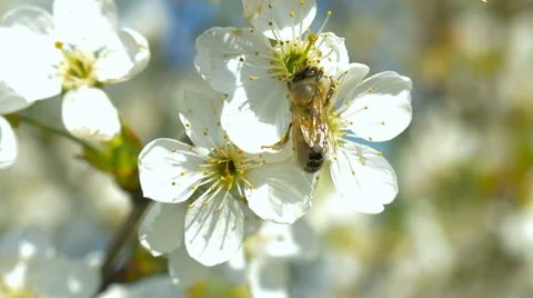 Bee collecting pollen from white pear blossoming flowers. Stock Footage 63292465