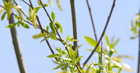 A bee collecting pollen from white willow Stock Footage 253115490