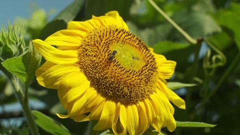 Bee collecting sunflower nectar. Flying honey bee covered with pollen Stock Footage 247074837