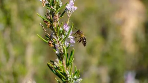 Bee collecting the valuable pollen Stock Photos