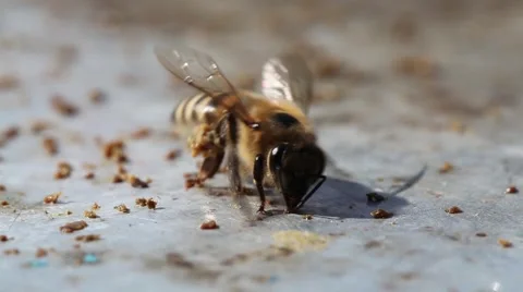 Bee collecting wax Video stock 65872548