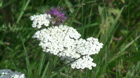 Bee collecting on a white wildflowers, spring season Stock Footage 31813497