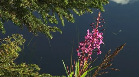 Bee Collects Fireweed Nectar from Blossoms by Lake Stock Footage 11944667