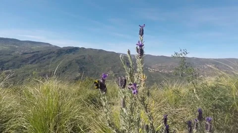 A bee collects flower nectar in a mountain forest Video stock 149110556