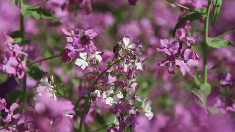 The bee collects honey Stock Footage 76002089