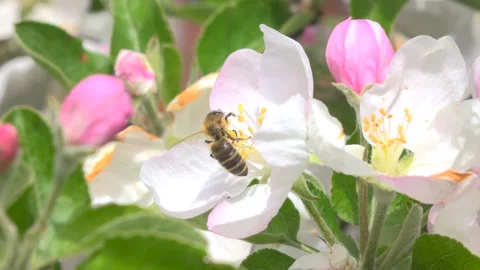 Bee collects the honey Stock-Footage 86814782