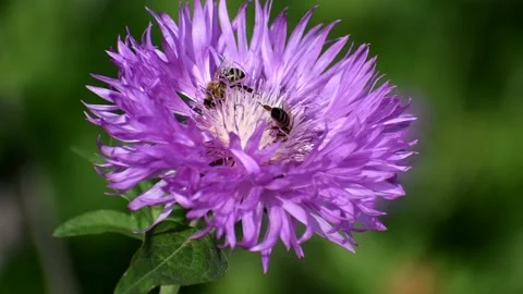 A bee collects honey nectar on a large purple flower. Stock Footage