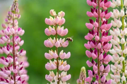 Bee collects honey from pink lupine flowers Stock Photos