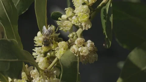 The bee collects laurel pollen Stock Footage 151486692