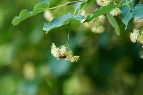Bee collects nectar acacia tree pollen spring Stock Photos
