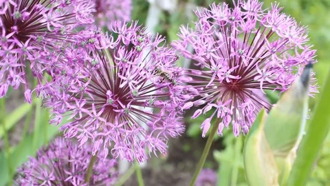 Bee collects nectar from allium flowers. beautiful purple flowers Stock Footage 76270331