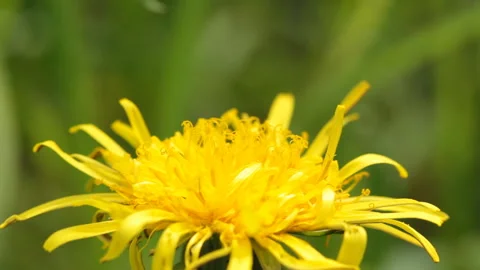 Bee collects nectar and flies Stock Footage 5298292