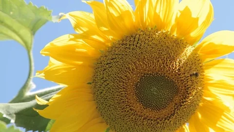 The bee collects nectar and flies away Stock Footage 71153820