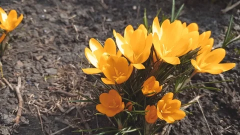 Bee collects nectar and flies. Yellow blooming crocuses in light breeze Stock Footage 118462018