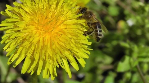 Bee collects nectar and pollen from a flower dandelion Stock Footage 62277047
