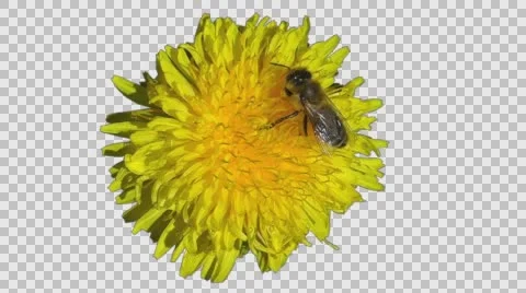 Bee collects nectar and pollen from a flower Stock Footage 62292754