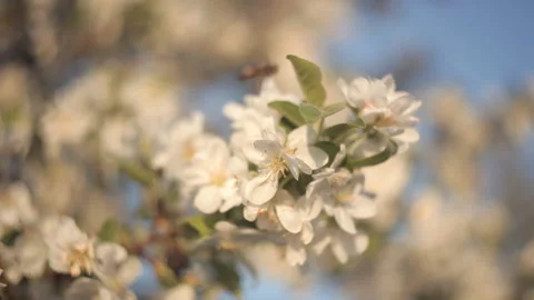 Bee collects nectar and pollen from beautiful white flowers of Apple tree on the Stock Footage 92274900