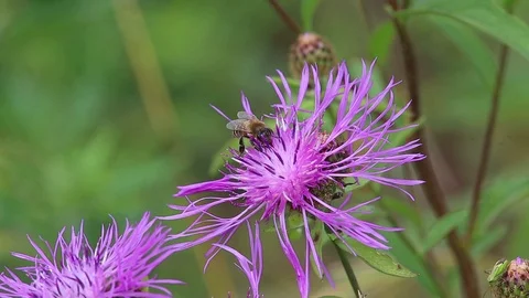 Bee collects nectar and pollen on a brown knapweed flower Stock Footage 113265100