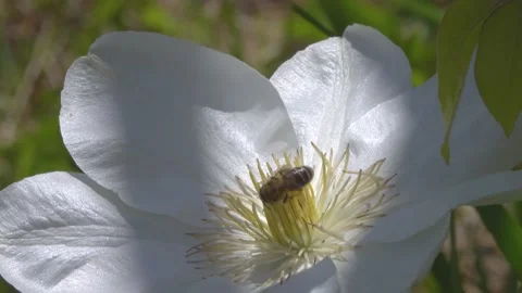 Bee collects nectar and pollen on a white clematis flower. Stock Footage 134239423