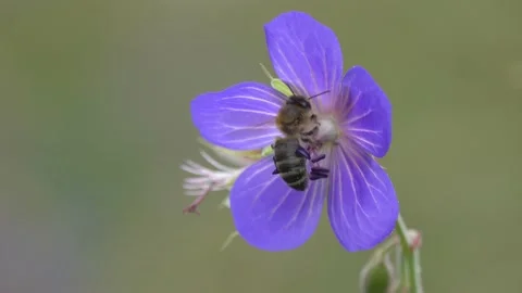 Bee collects nectar and pollen on a delicate purple Geranium Flower Stock Footage 135588409