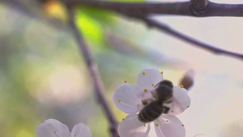 Bee collects nectar and pollen for cherry blossom honey Stock Footage 150863944