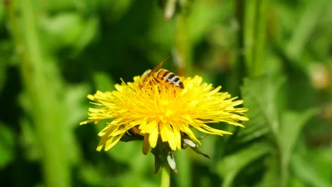 A bee collects nectar and pollen from a flower Stock Footage 274456759