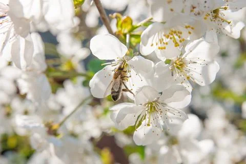 Bee collects nectar and pollen on a blossoming cherry tree branch. Stock Photos